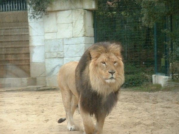 FOND D ECRAN LION 