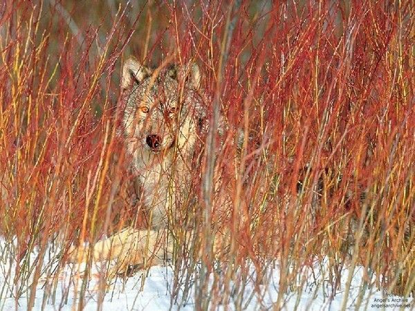 · FOND D ECRAN LOUPS 