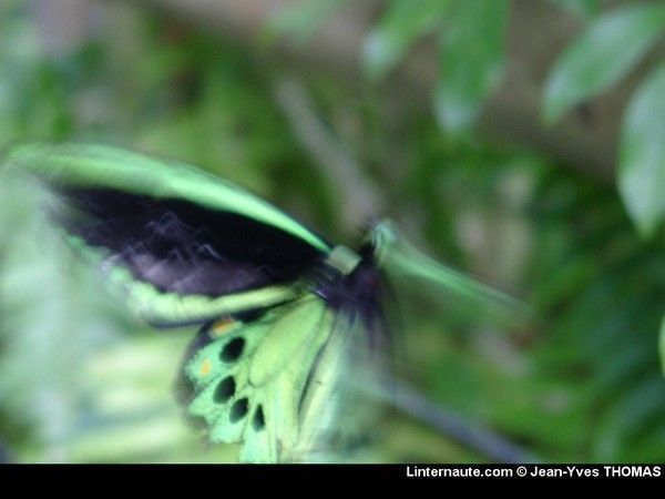 FOND D ECRAN PAPILLON