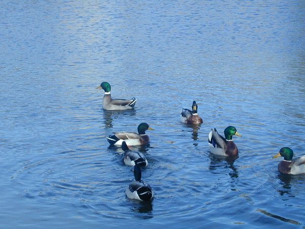 FOND D ECRAN CANARD cygne etcc