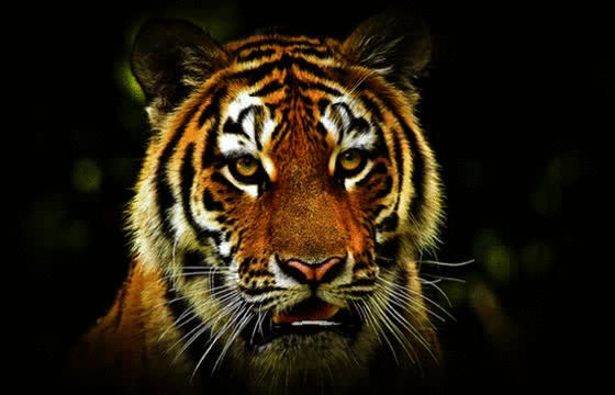 gif tigre