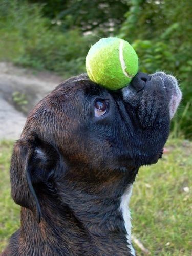 INSOLITE IMAGE DE CHIEN 