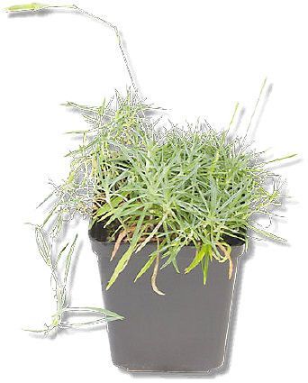 TUBE PLANTE FLEUR POT 